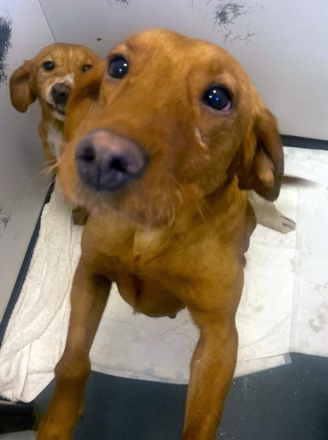 Pru almost home animal rescue ni