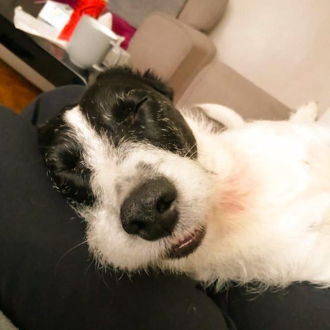 Dudley dog hot sale rescue centre