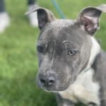 Almost home sales dogs for adoption